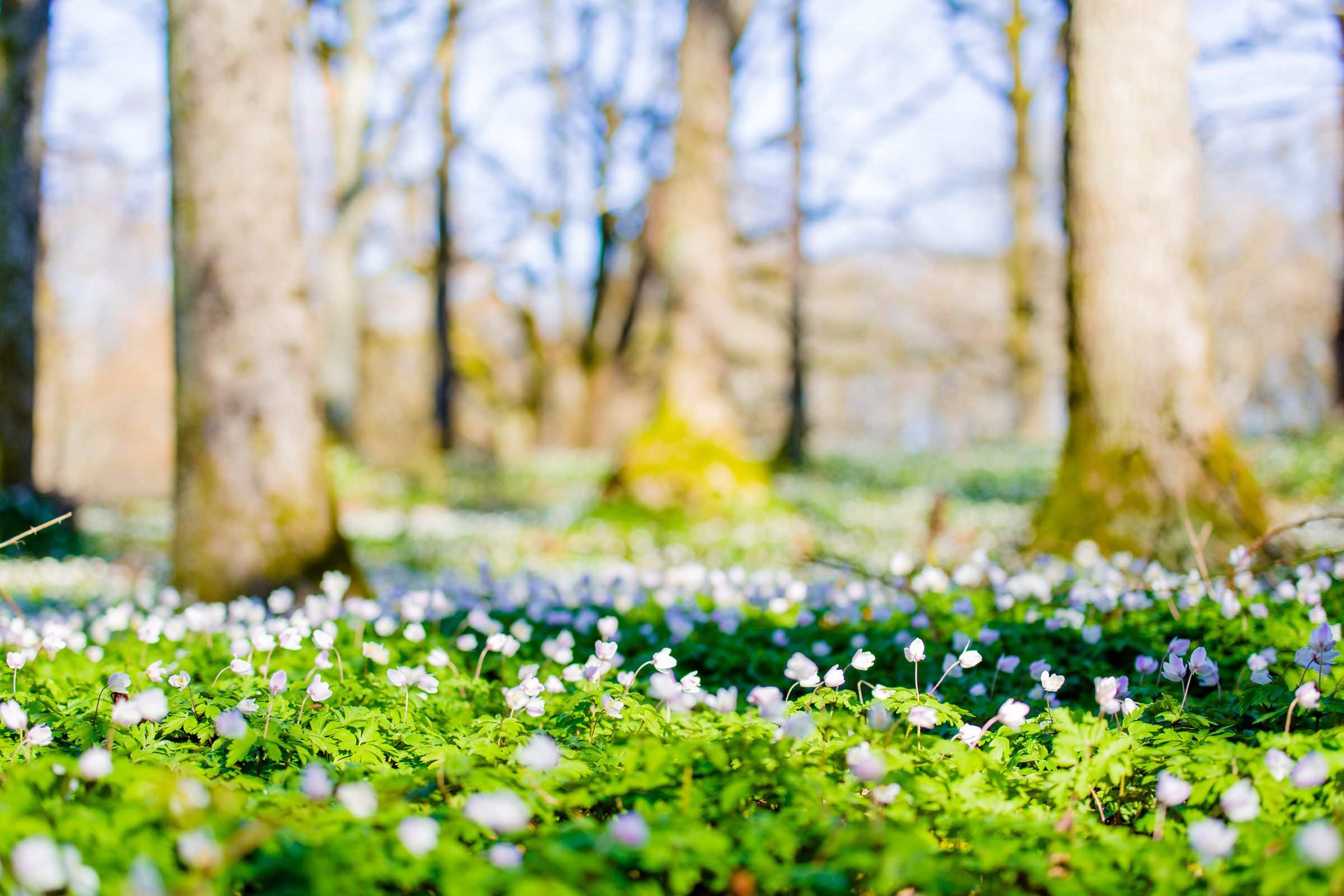Hvitveisblomstring i Bøkeskogen