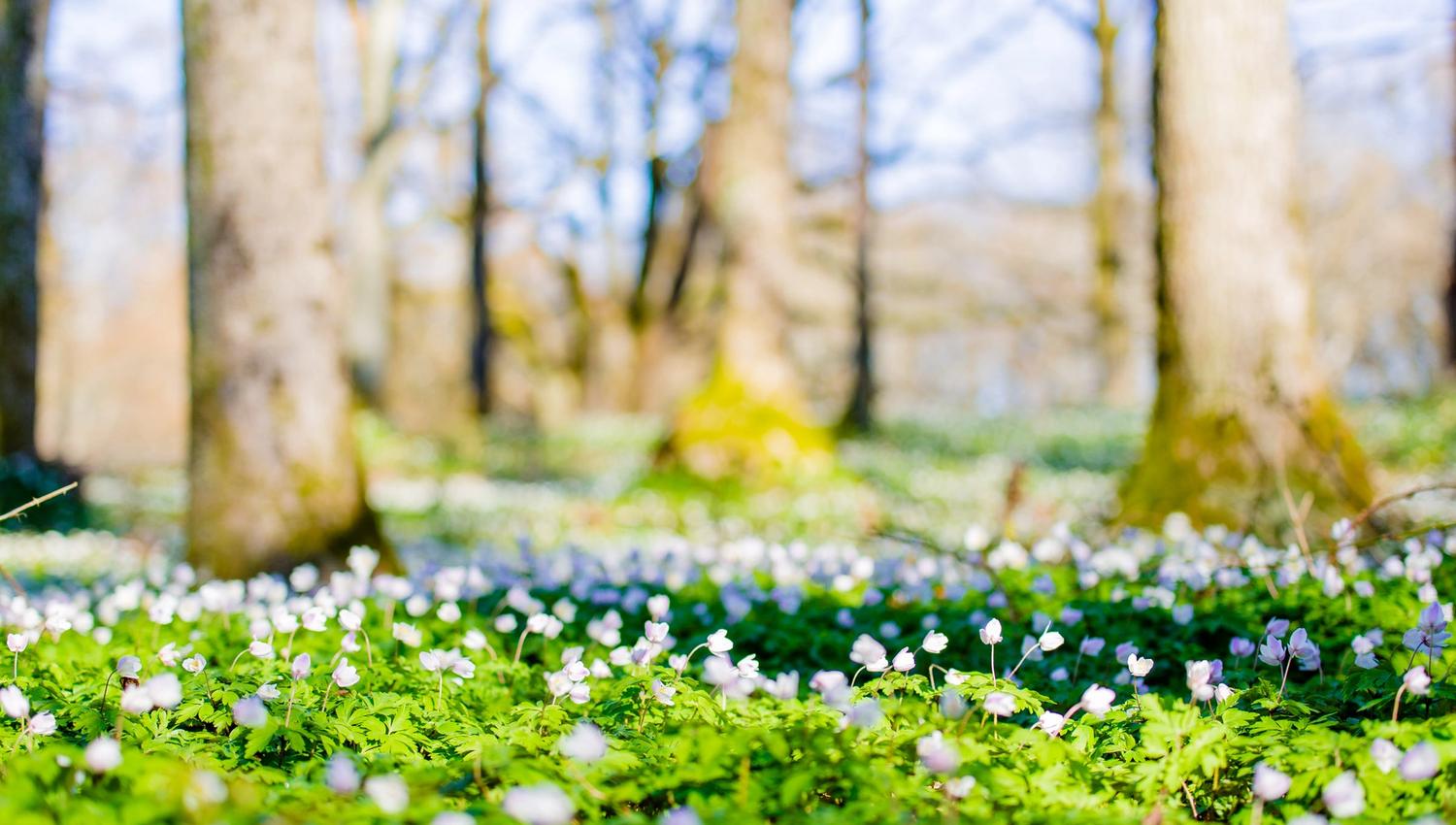 Hvitveisblomstring i Bøkeskogen
