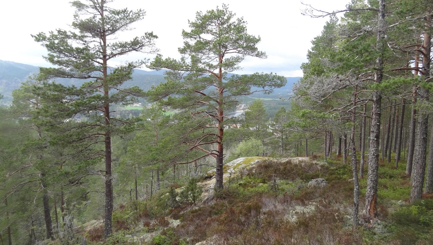 Ørnefjell