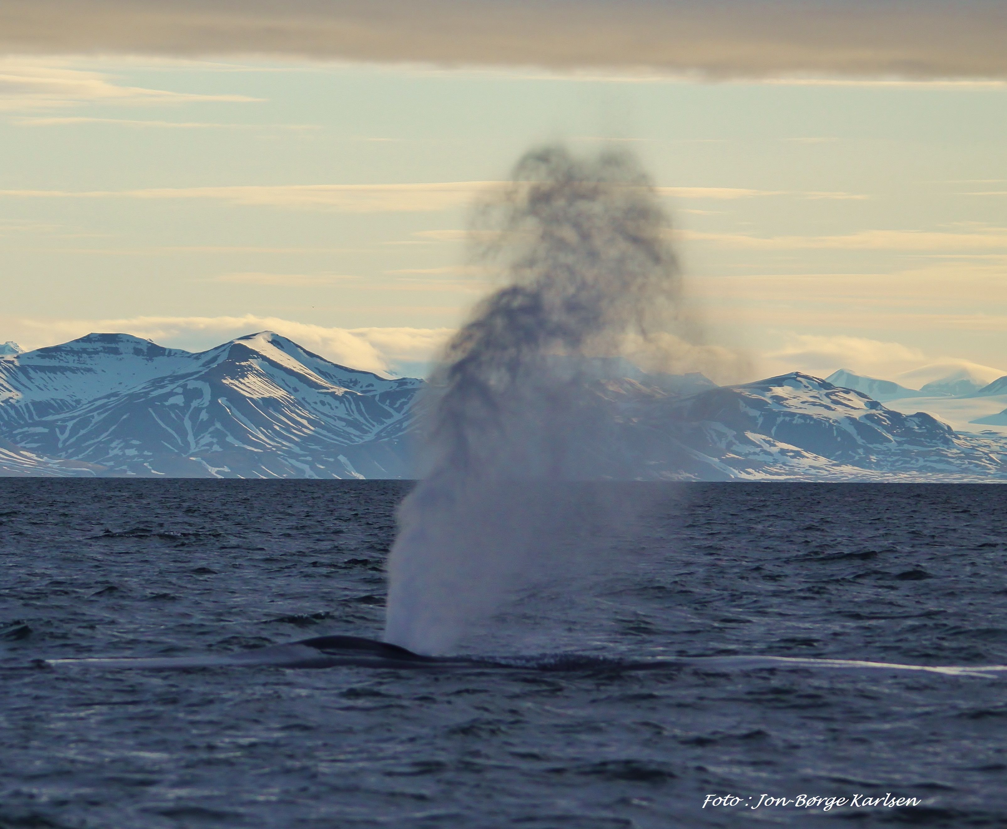 Whale in the water
