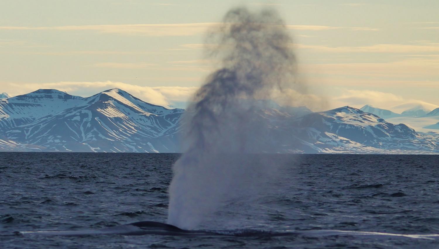 Whale in the water
