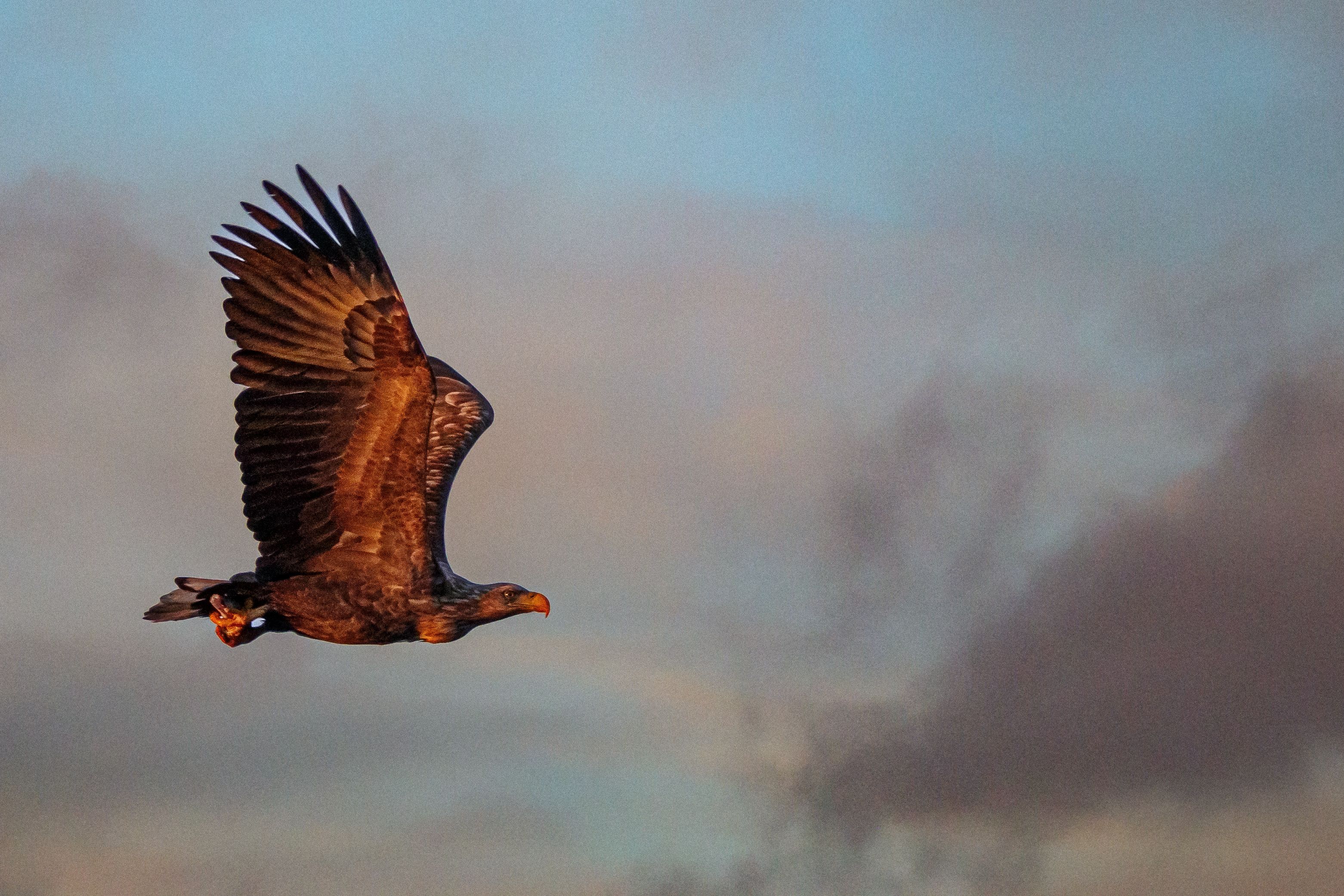 Sea eagle safari