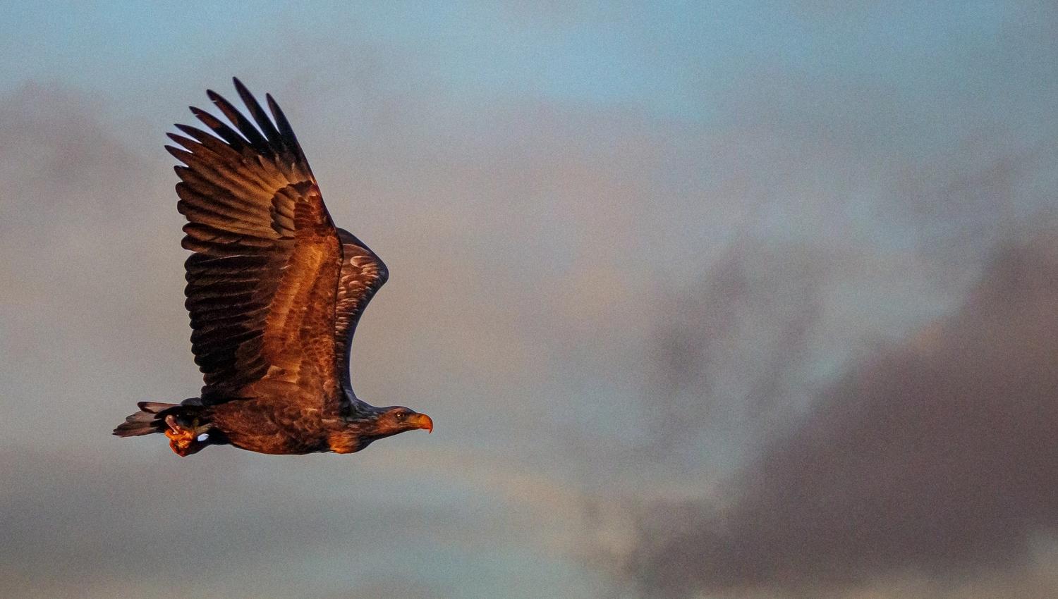 Sea eagle safari