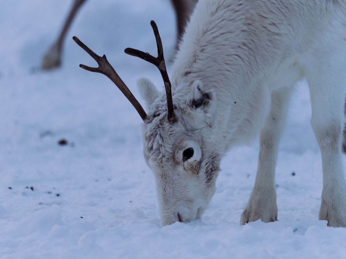 White reindeer with antlers in the snow at Tromsø Lapland’s reindeer camp near Tromsø.