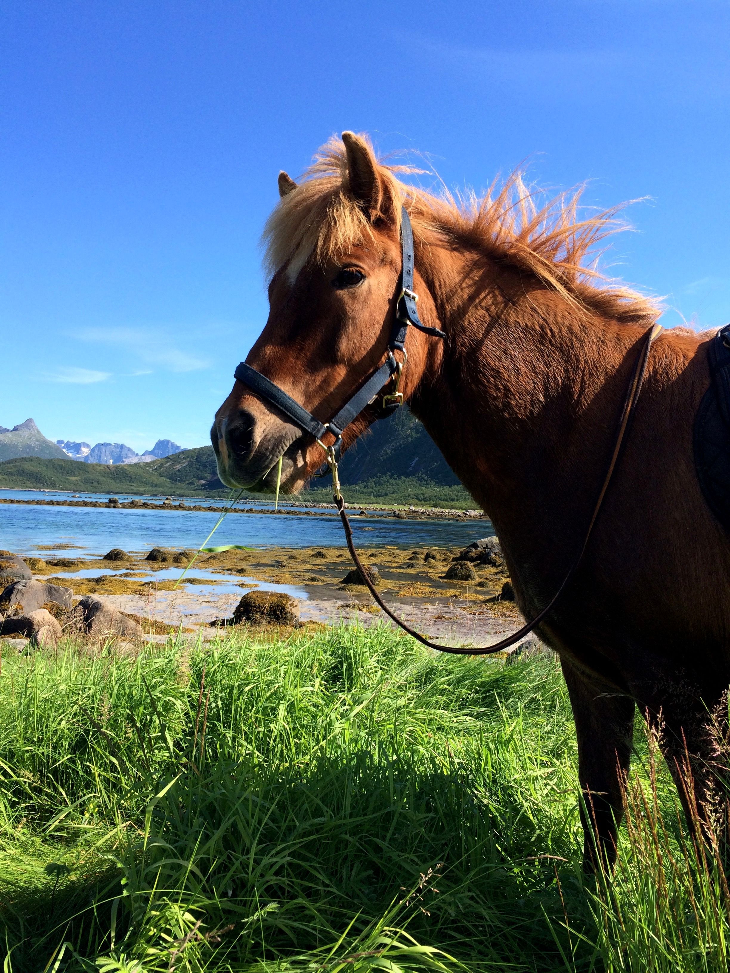 Hest i landskap