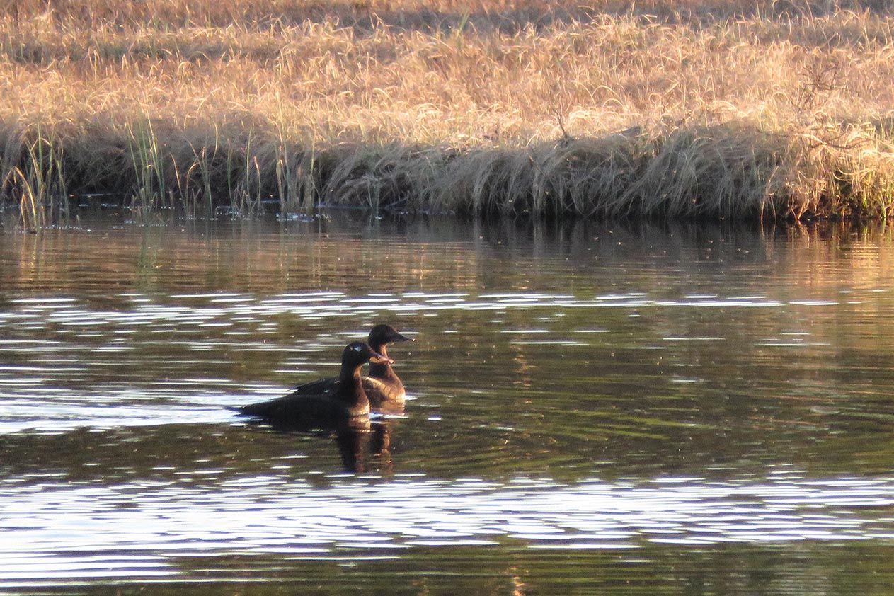 Sjøorre (Melanitta fusca) hekker fåtallig i Valdres. Den kan observeres bl.a. i tjerna ved Gauklie på Stølsvidda og i Langtjedn ved Gamlestølen.