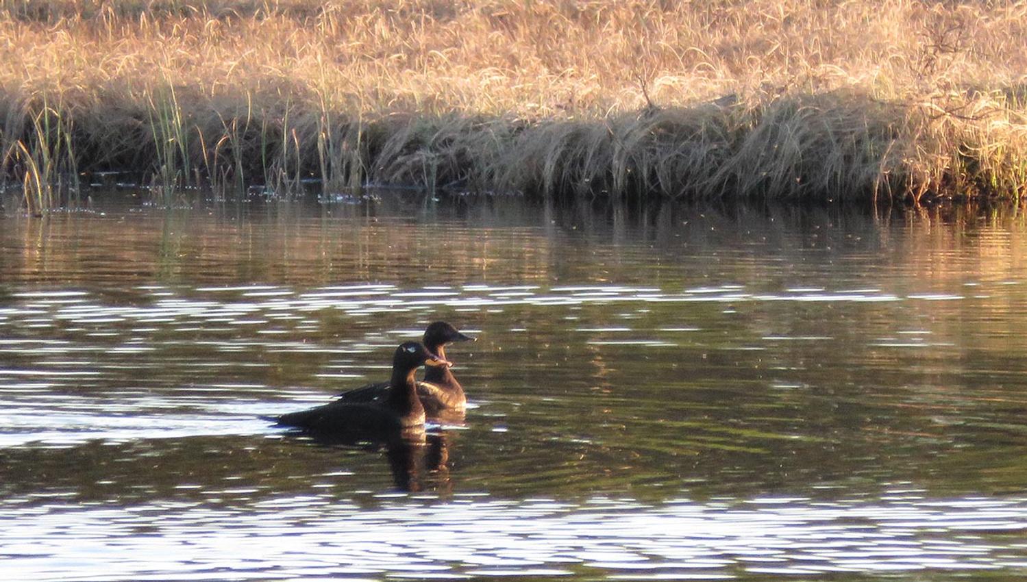 Sjøorre (Melanitta fusca) hekker fåtallig i Valdres. Den kan observeres bl.a. i tjerna ved Gauklie på Stølsvidda og i Langtjedn ved Gamlestølen.