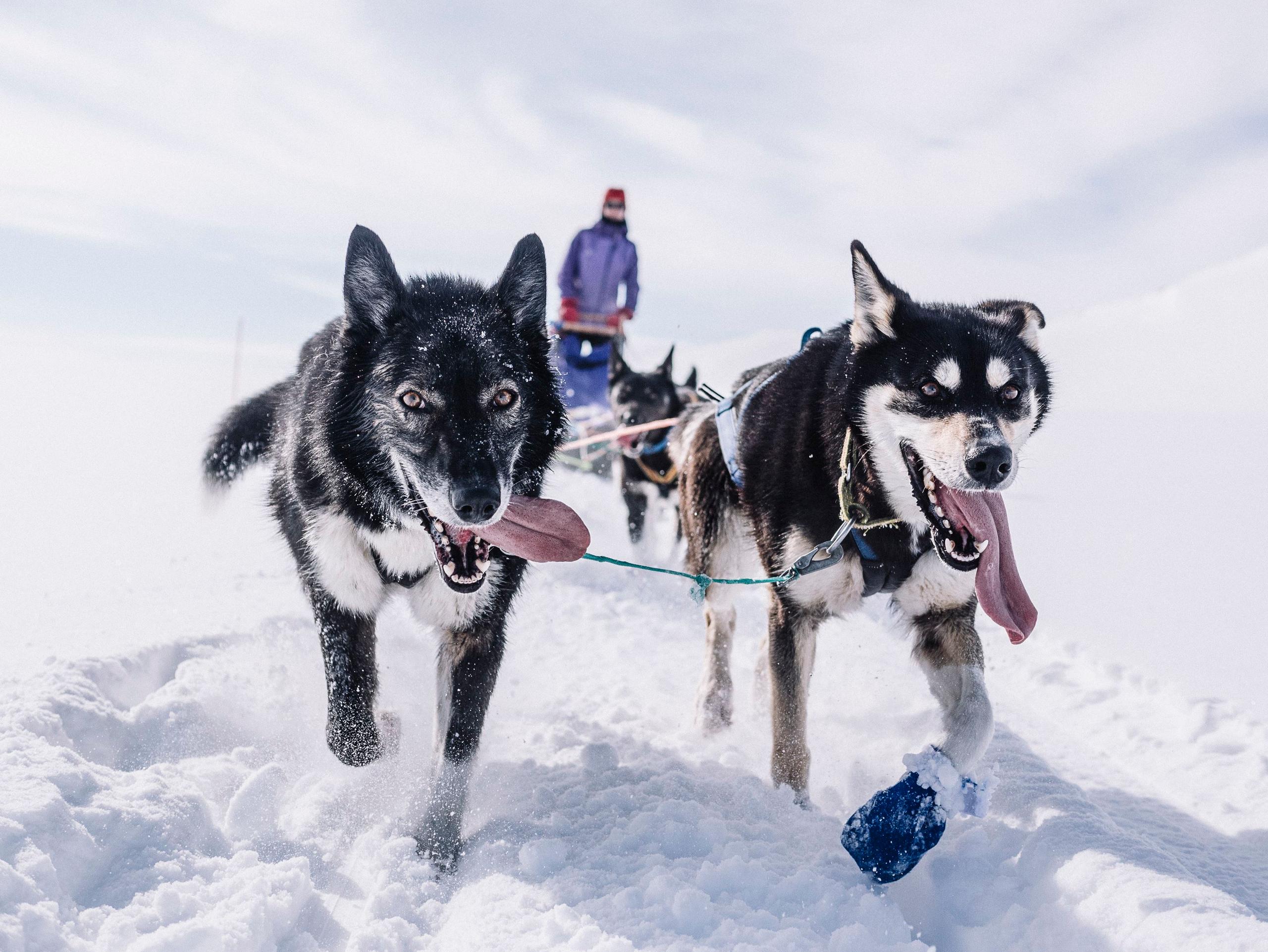 A taste of dog sledding -Trasti og Trine