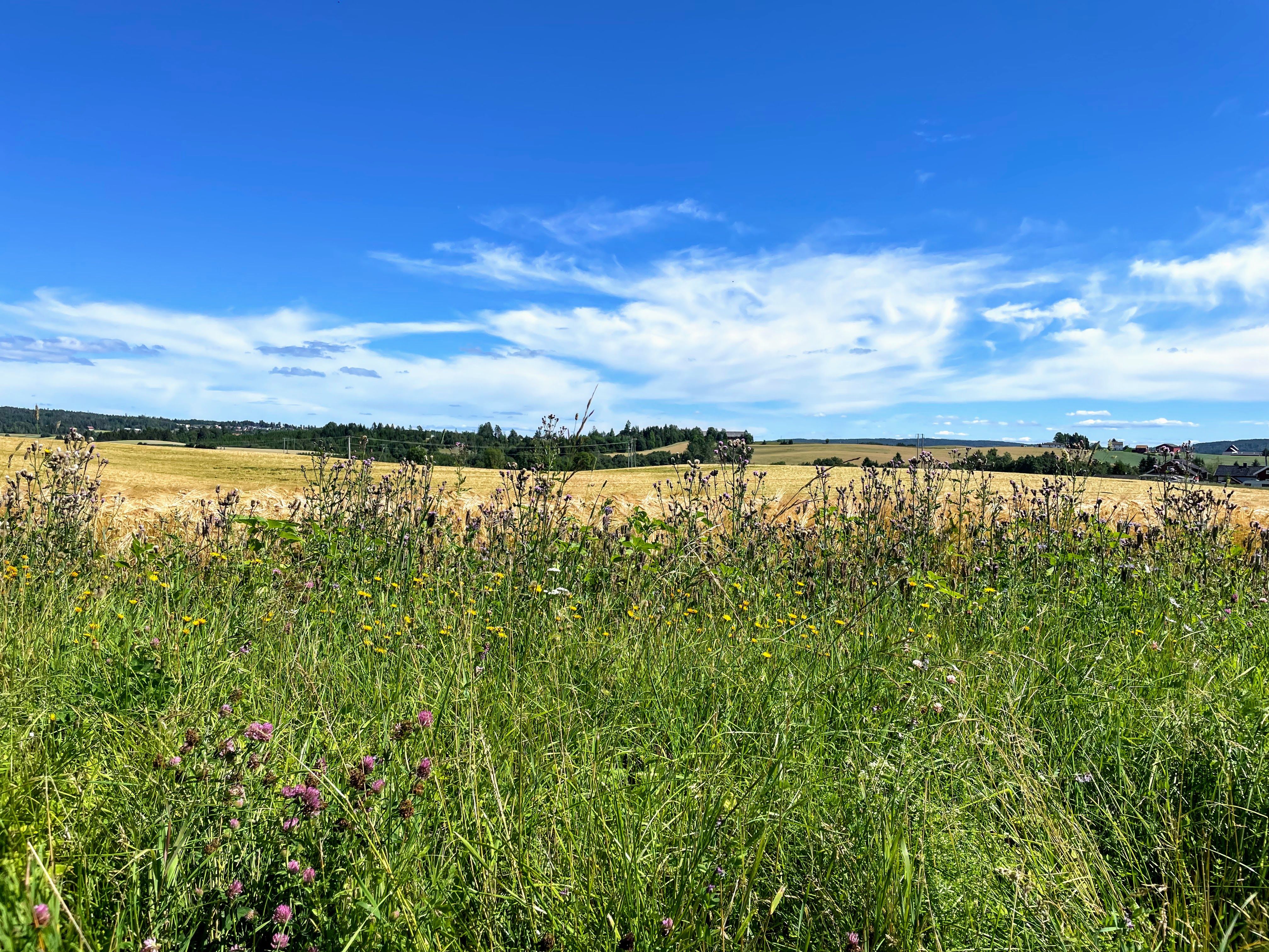 Åkerlandskap langs Pilegrimsruta