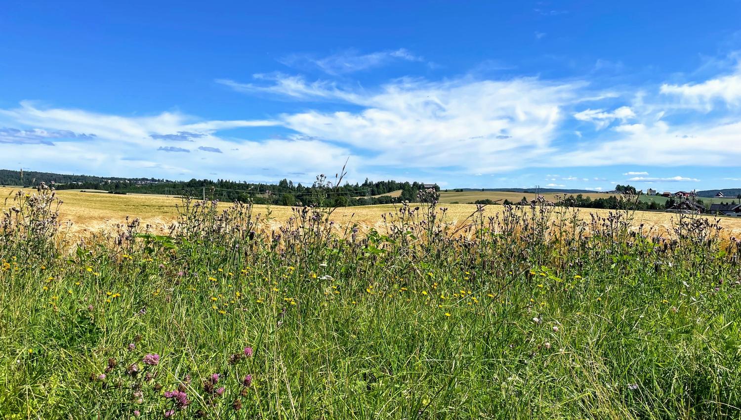 Åkerlandskap langs Pilegrimsruta