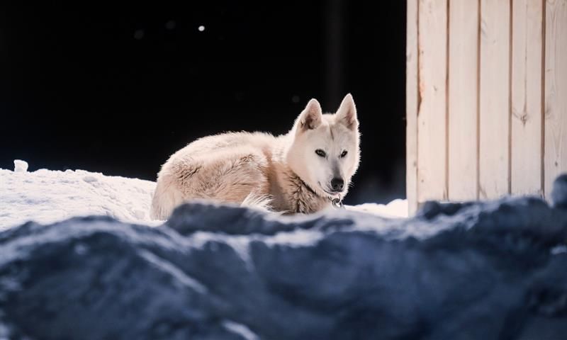 En husky ligger krøllet sammen på snøen