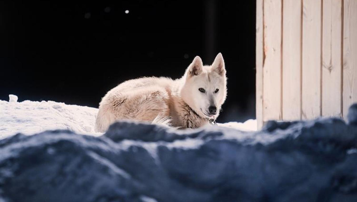 En husky ligger krøllet sammen på snøen