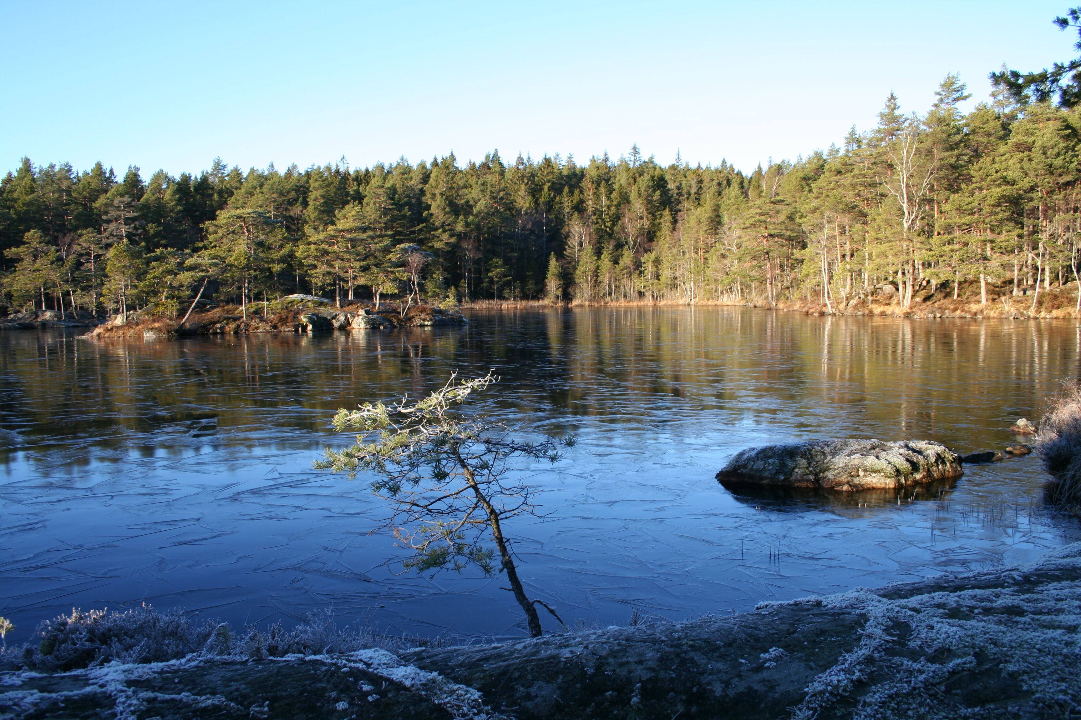 Tur i skogen