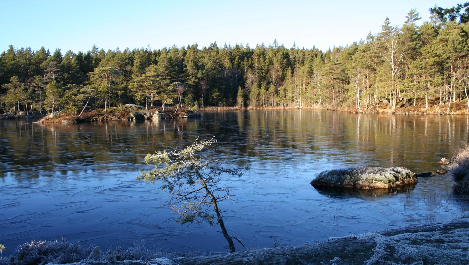Tur i skogen