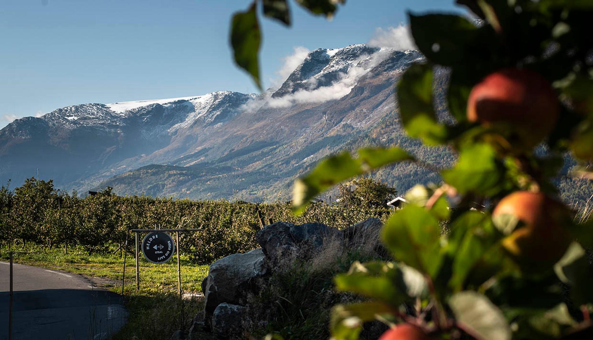 View of Hardangerfjord with fruit trees and mountains in the background at Helleland Gard.