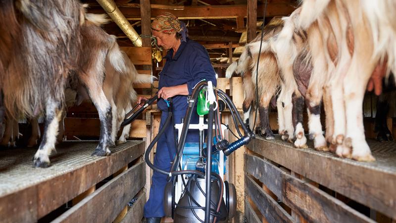 Farmworker looks after goats.