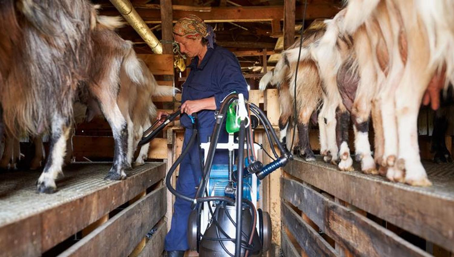 Farmworker looks after goats.