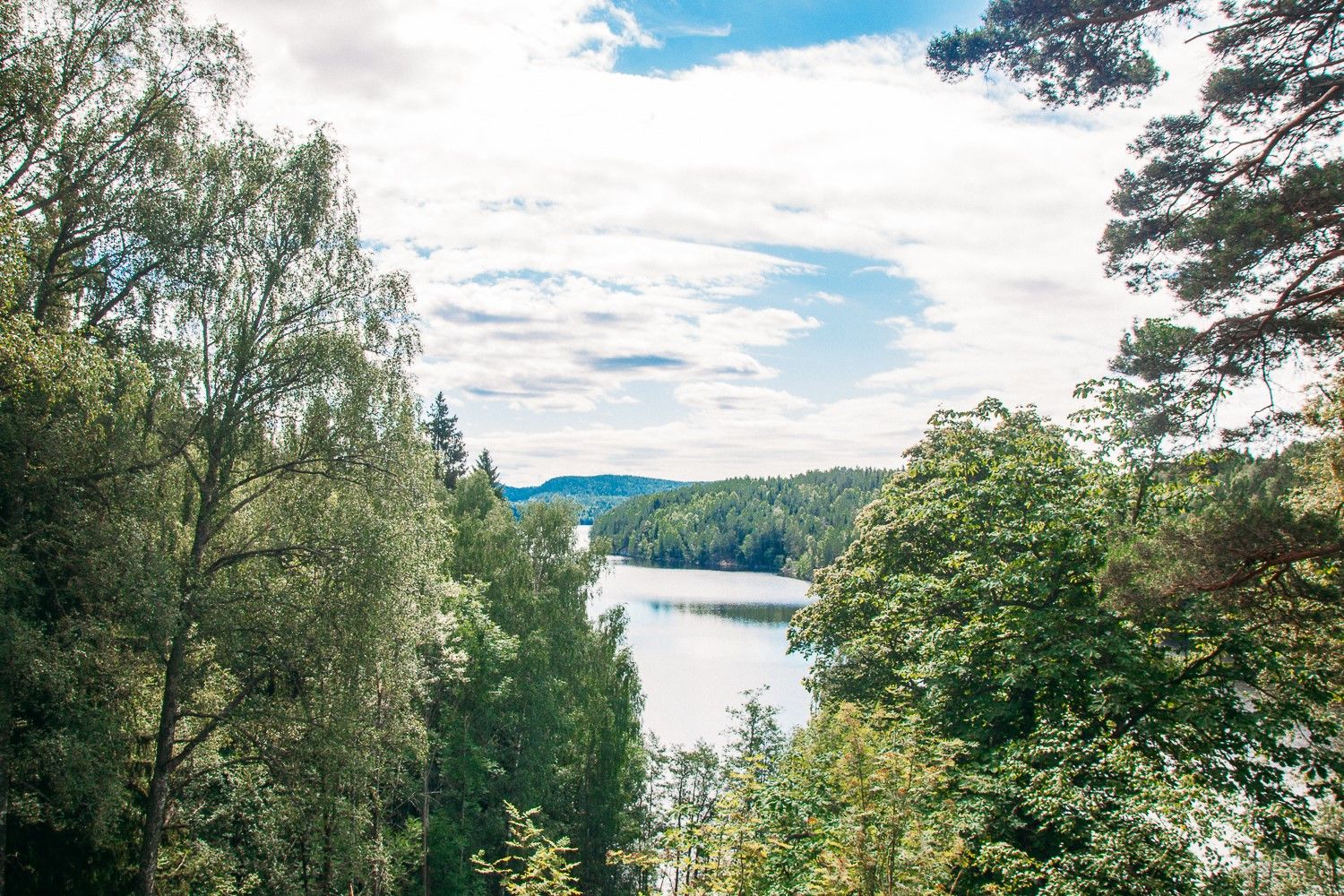 views of the trees and water in the Marka forest