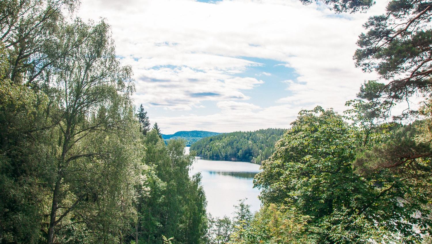 views of the trees and water in the Marka forest
