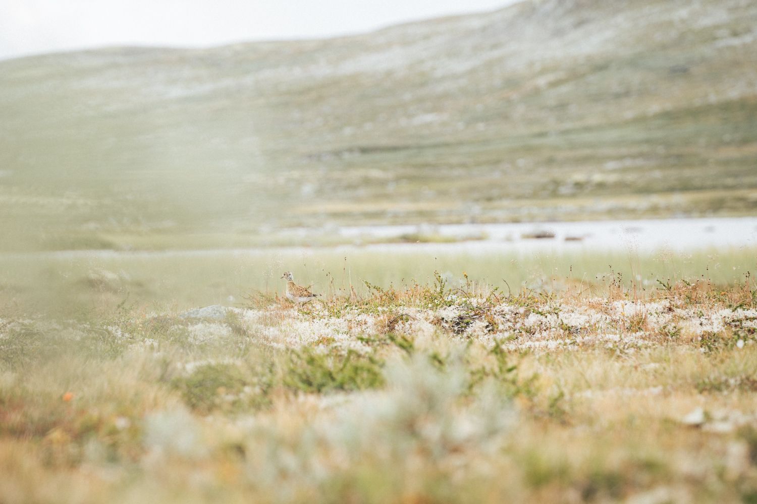 A small bird in the grass by a mountain lake.