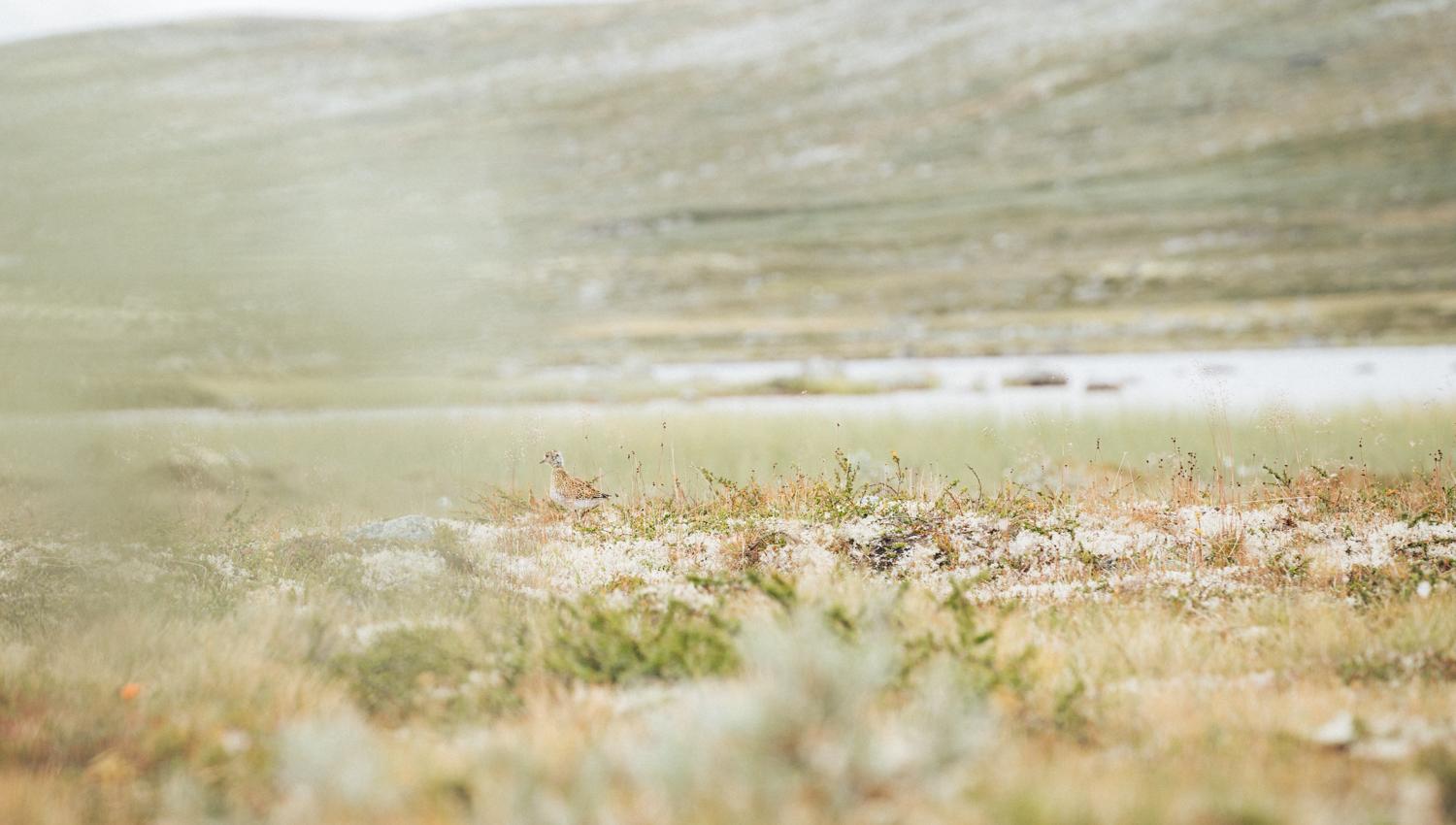 A small bird in the grass by a mountain lake.