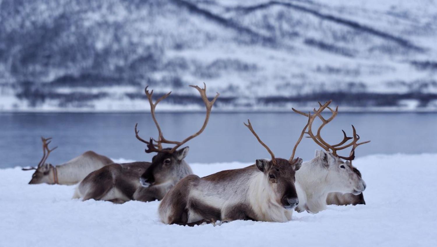 A herd of reindeer rests in the snow with mountains in the background. Guests visiting Tromsø Arctic Reindeer's Sámi reindeer camp can meet the herd and learn about Sámi culture.
