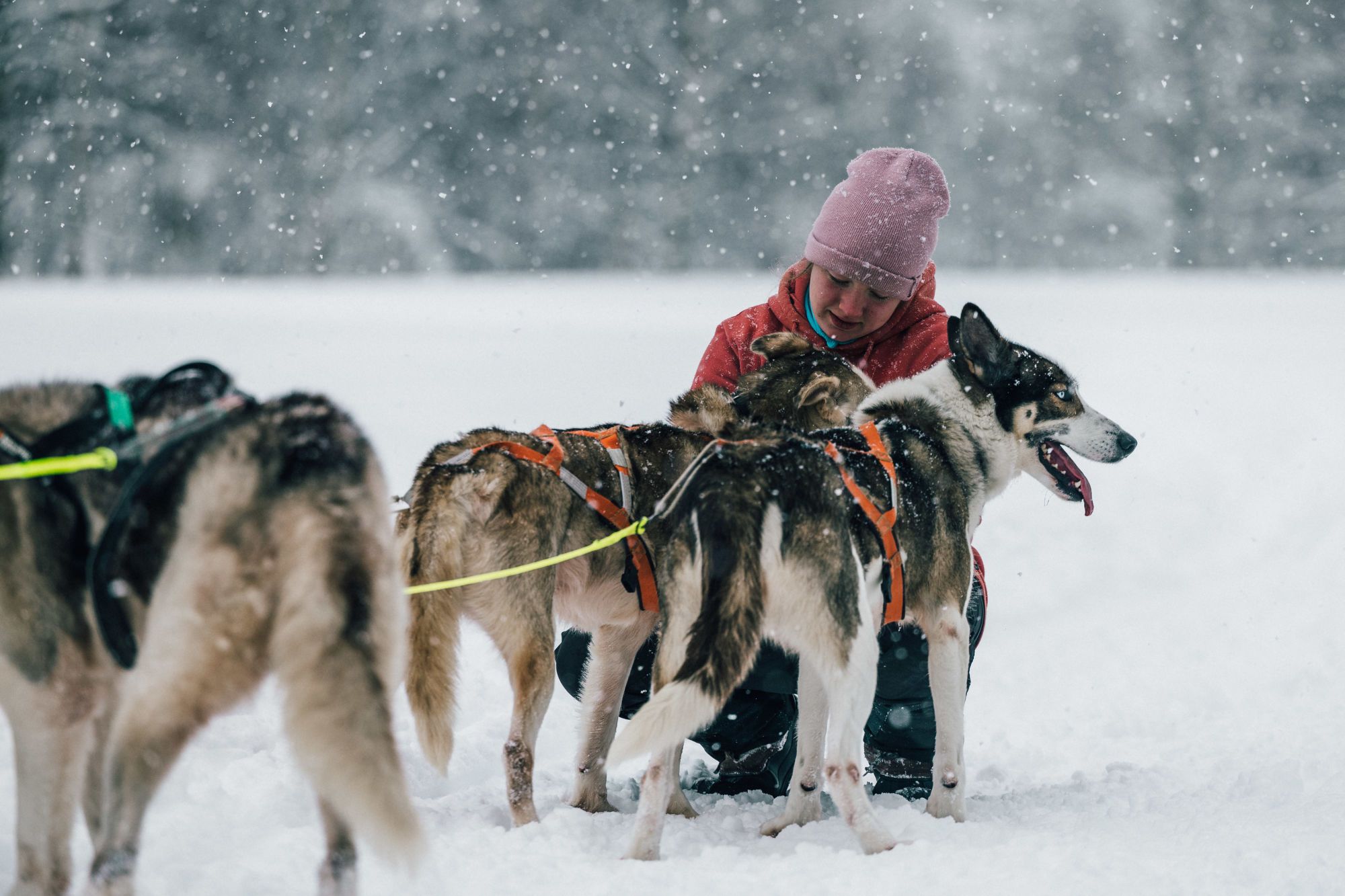 Sirdal Huskyfarm