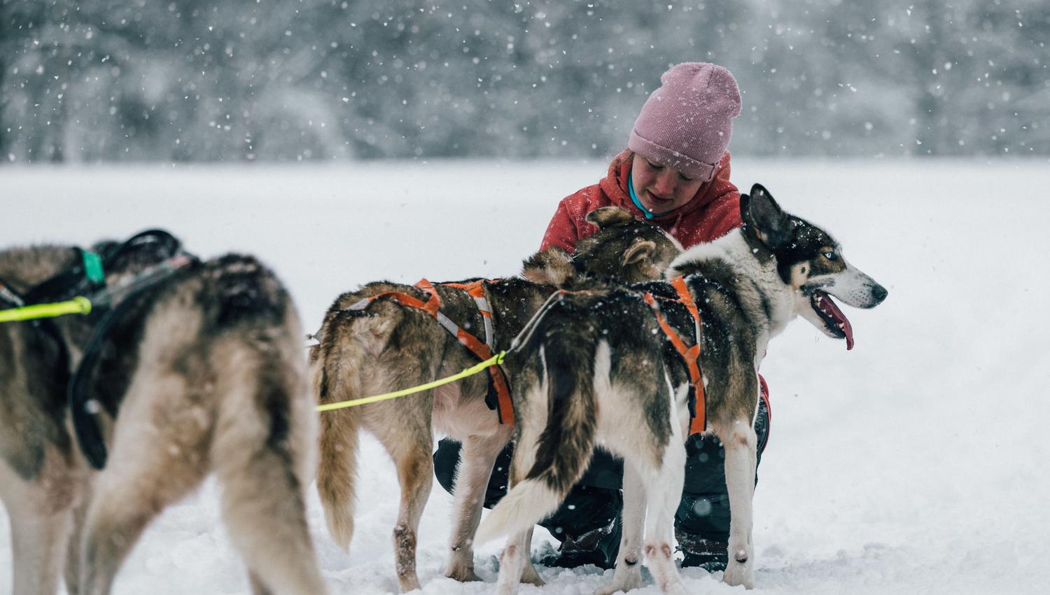 Sirdal Huskyfarm