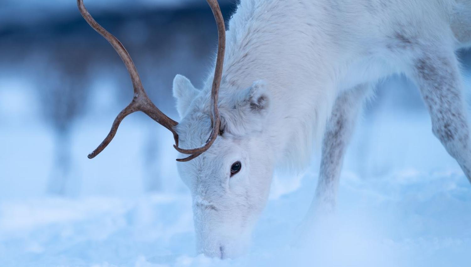Close-up of a white reindeer with antlers in the snow at Tromsø Lapland near Tromsø.