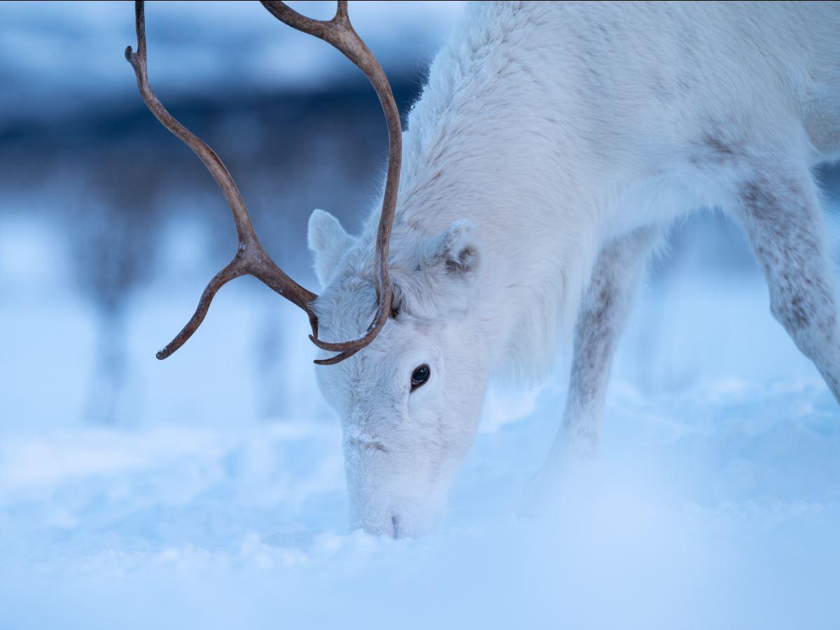 Close-up of a white reindeer with antlers in the snow at Tromsø Lapland near Tromsø.