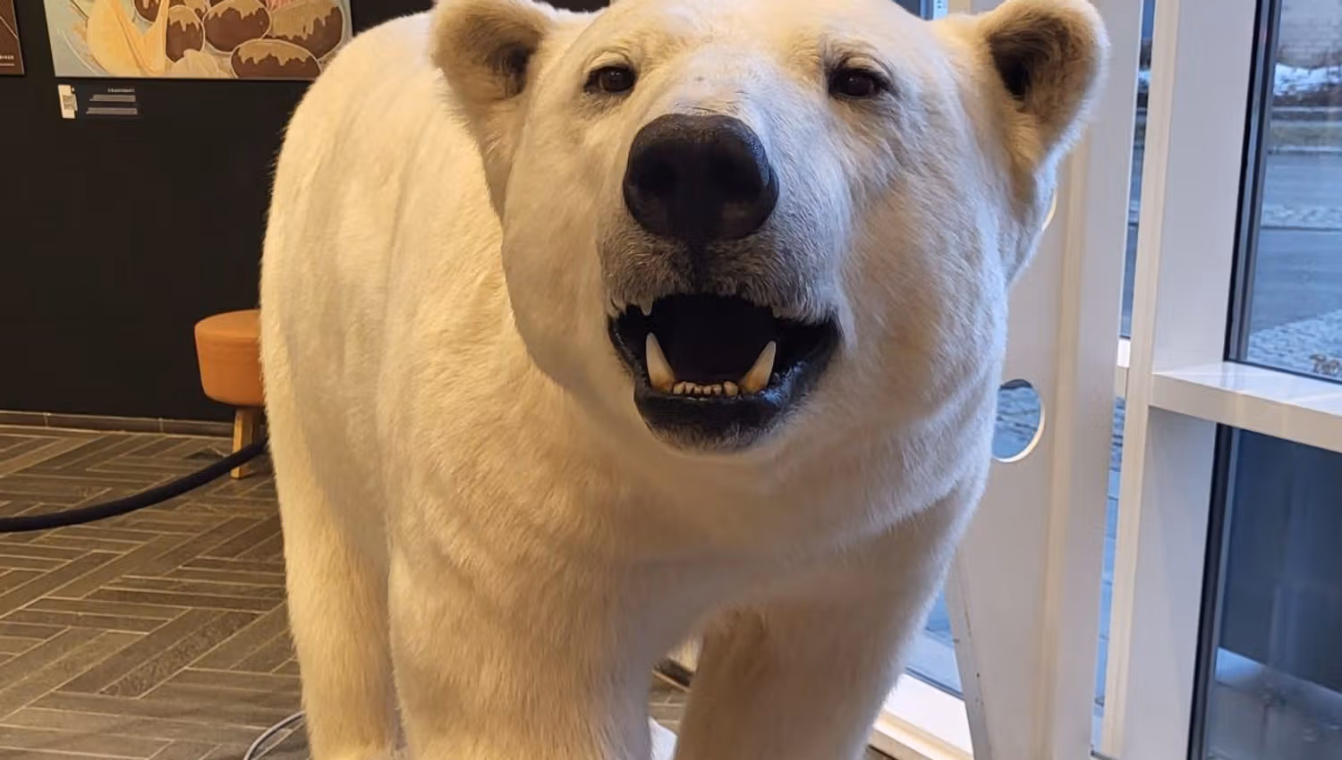 A stuffed polar bear in a museum