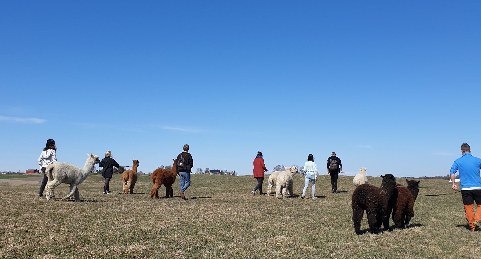 white alpaca and a lady
