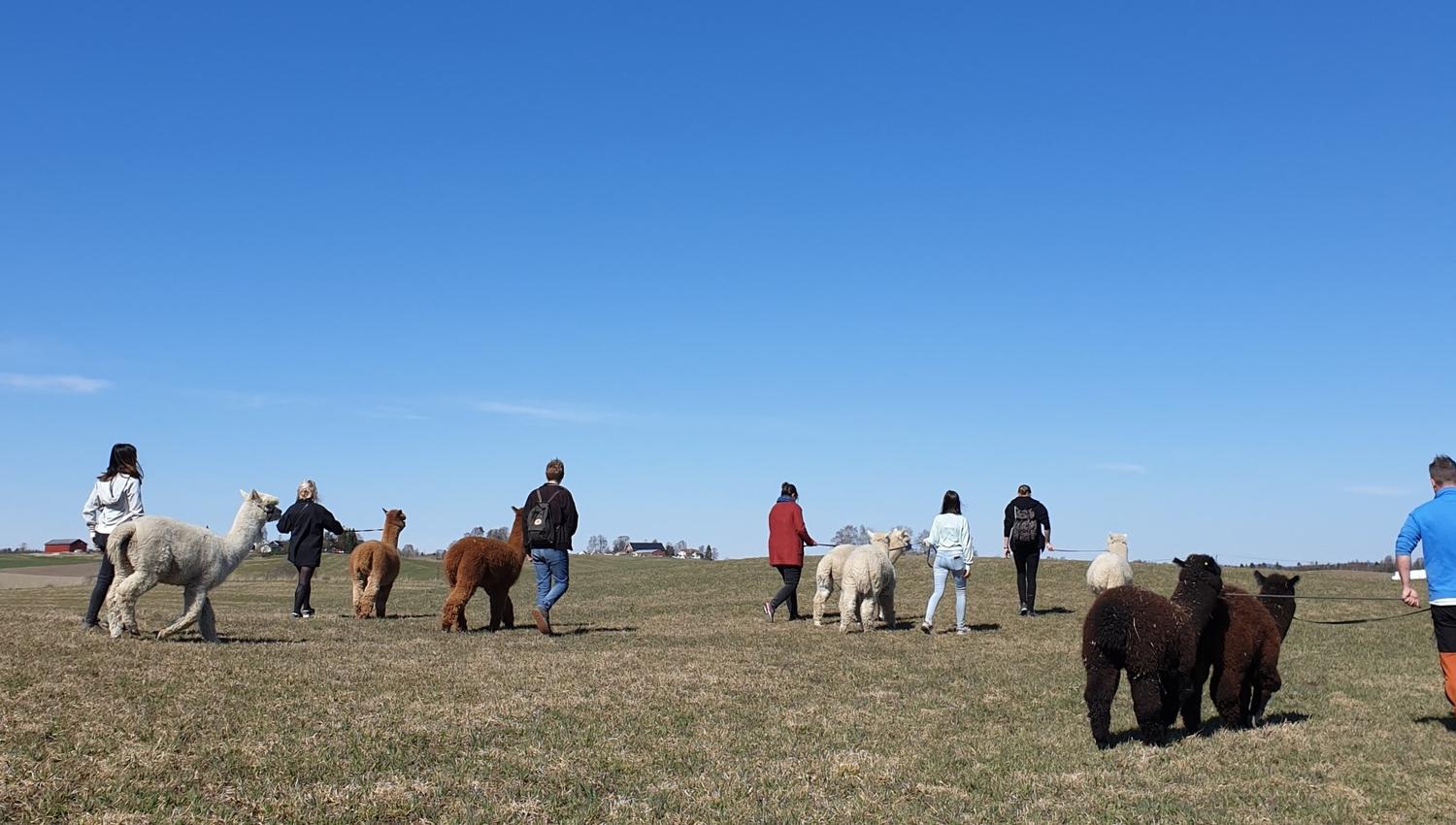 white alpaca and a lady