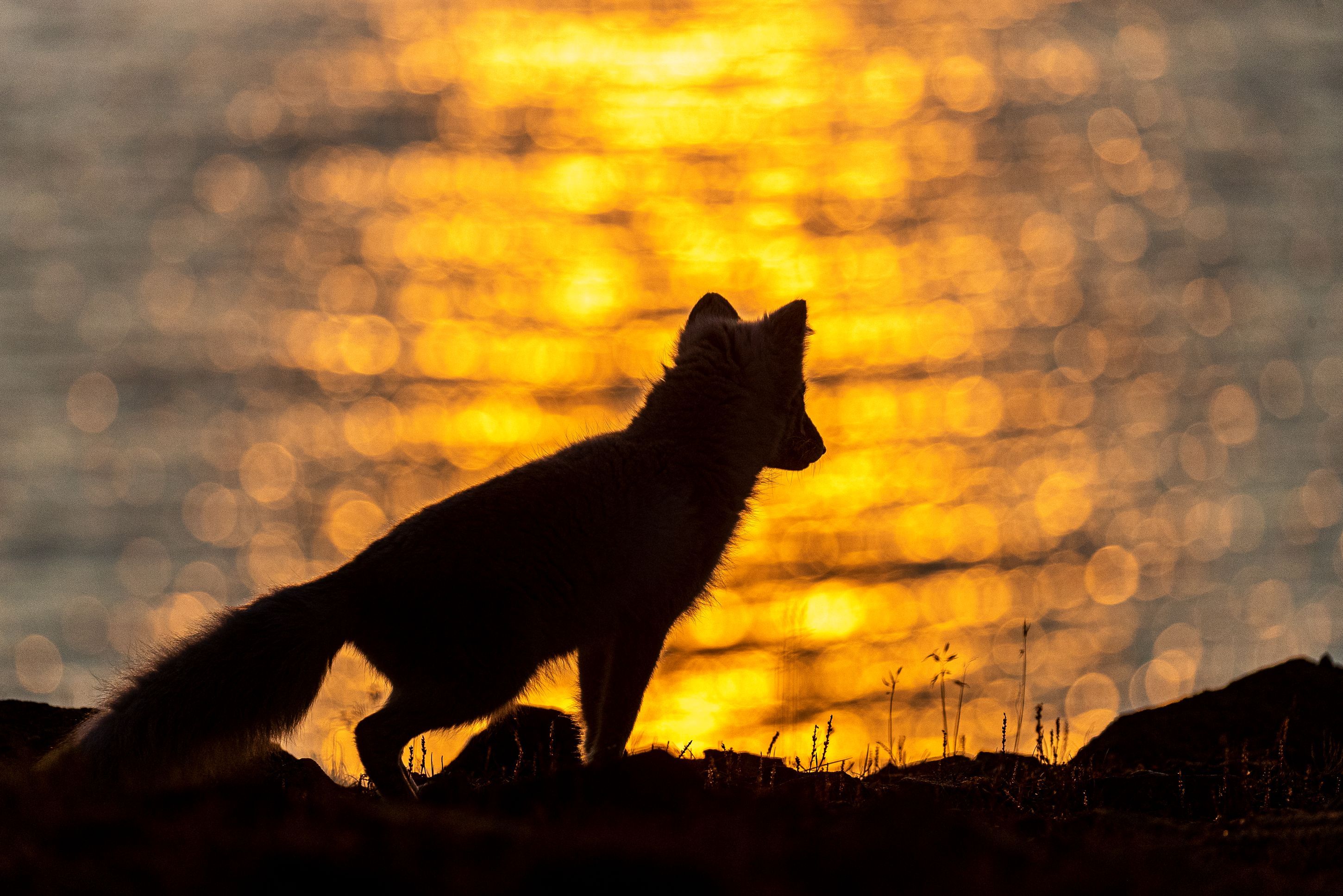 Silhuett av fjellrev foran solnedgang ved vann.