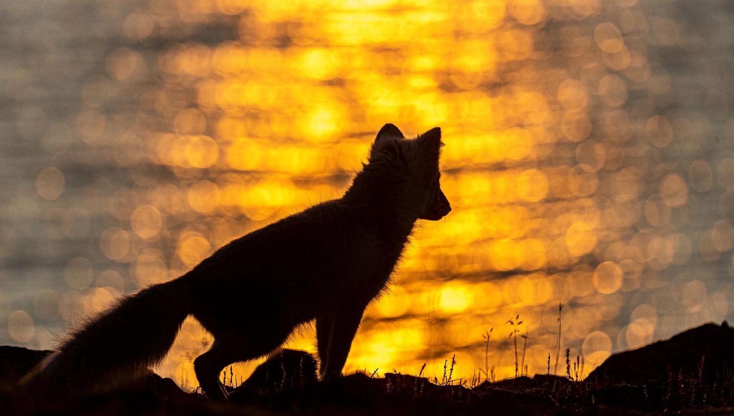 Silhuett av fjellrev foran solnedgang ved vann.