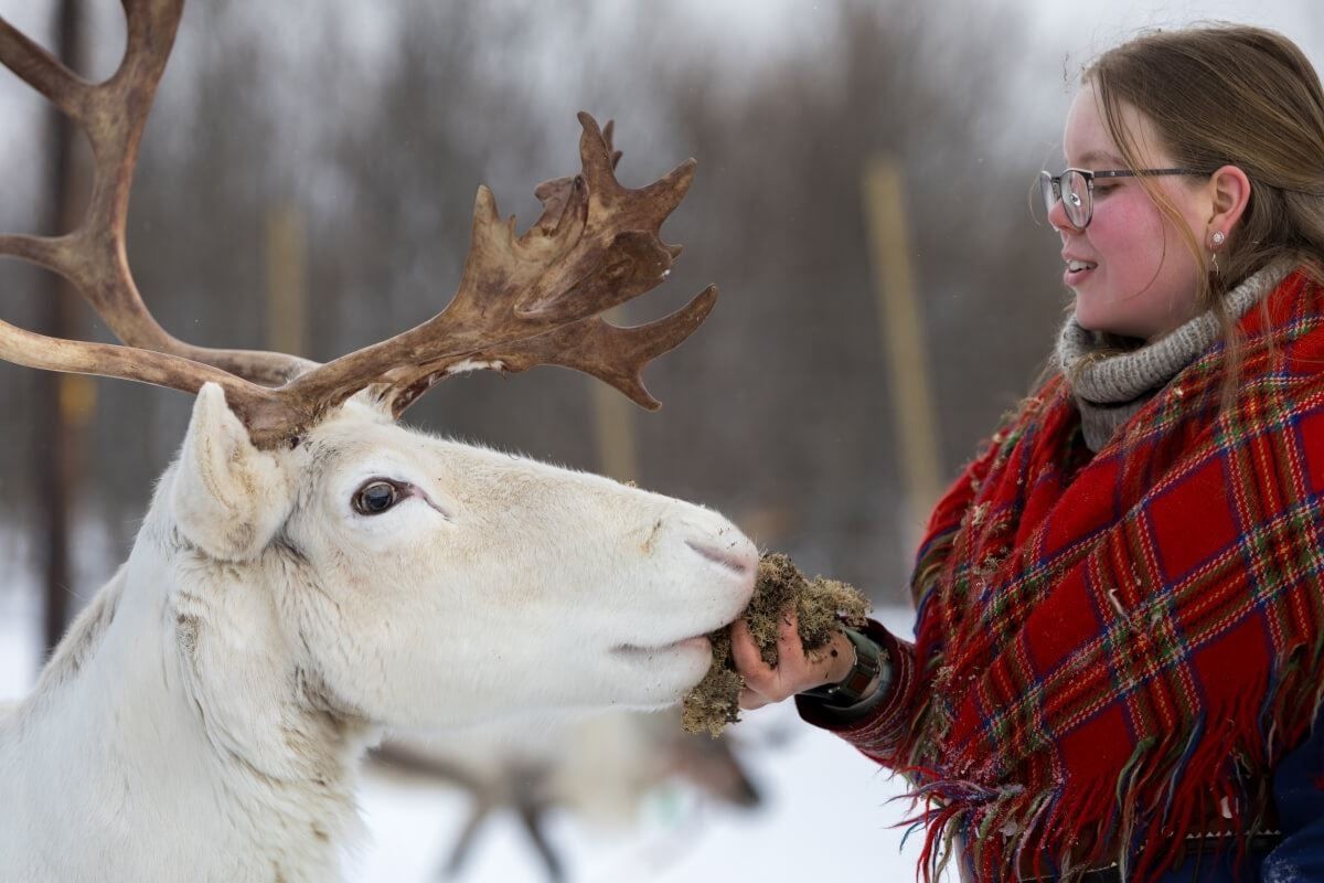 Guest feeding a reindeer at Camp Tamok