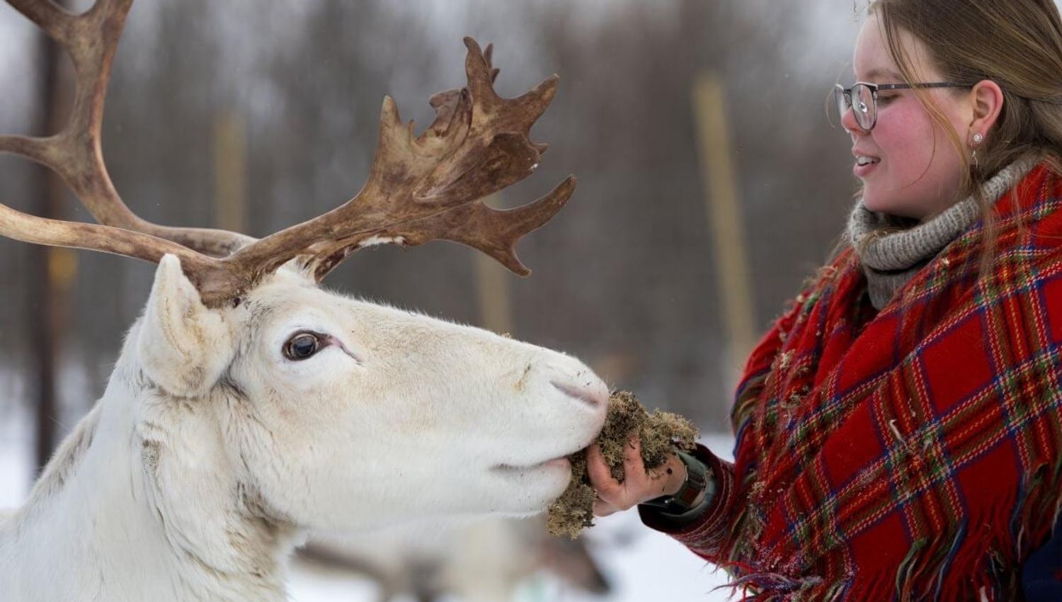 Guest feeding a reindeer at Camp Tamok