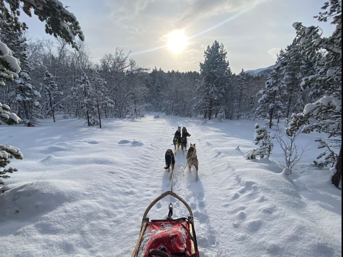 View from a dog sled with the huskies ahead in the snowy landscape