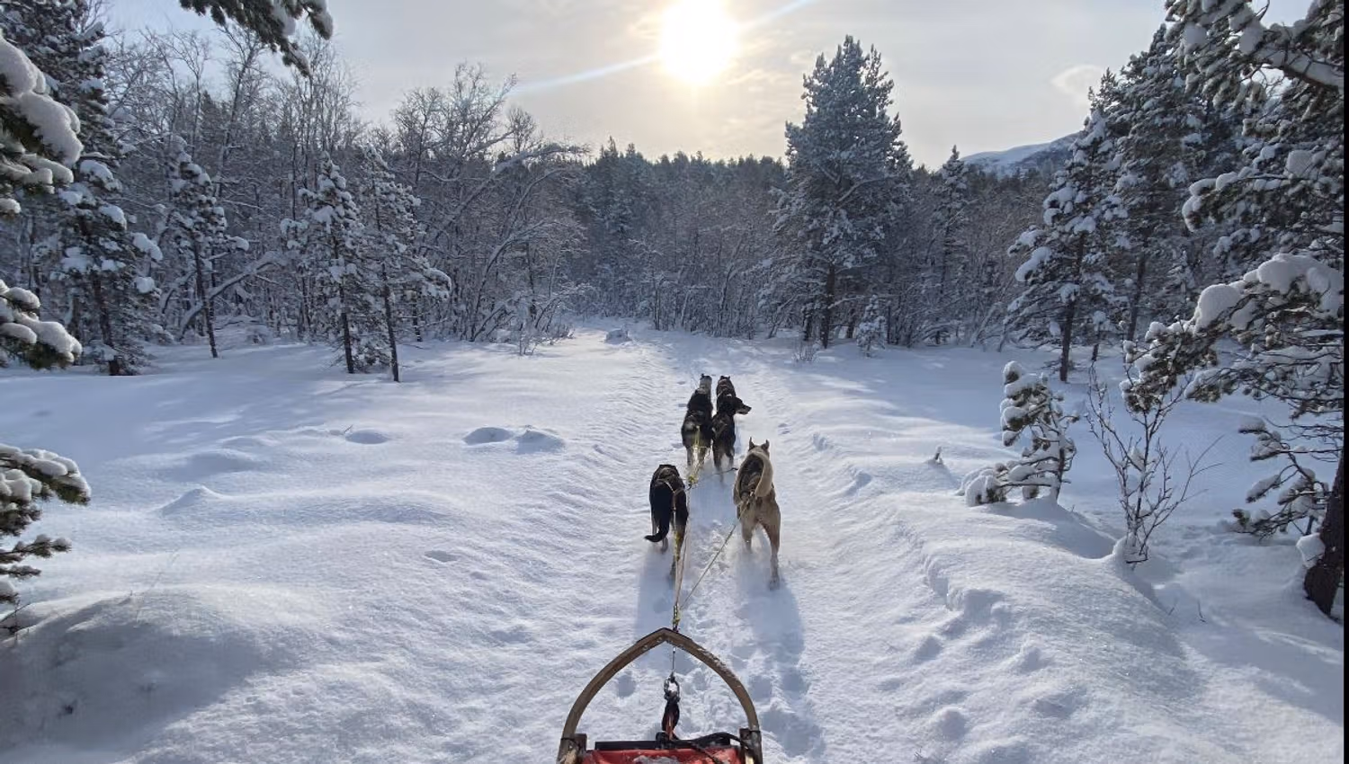 View from a dog sled with the huskies ahead in the snowy landscape