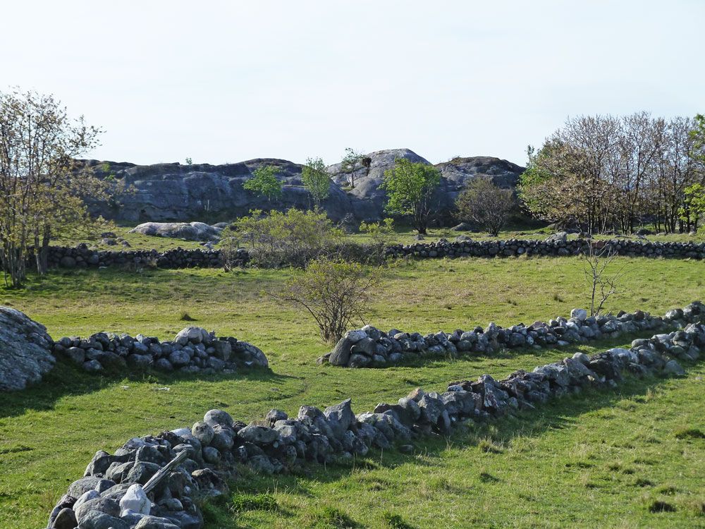Stonefences at Stråholmen