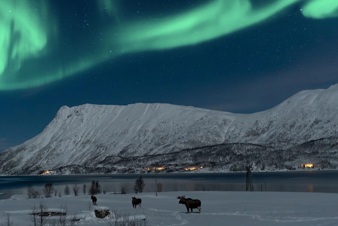 Planlegg reisen til Vesterålen | Aktiviteter, hotell, mat og drikke