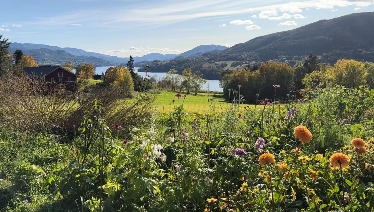 Notodden_sommer_blomster-på-Nordre-Ramberg-Gård-4_1179x652