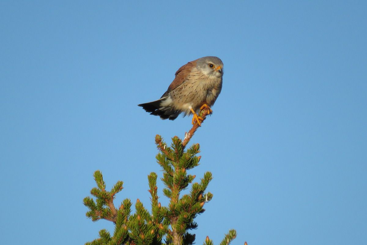Tårnfalk (Falco tinnunculus) jakter gjerne over Stølsvidda ved Brattåsen.
