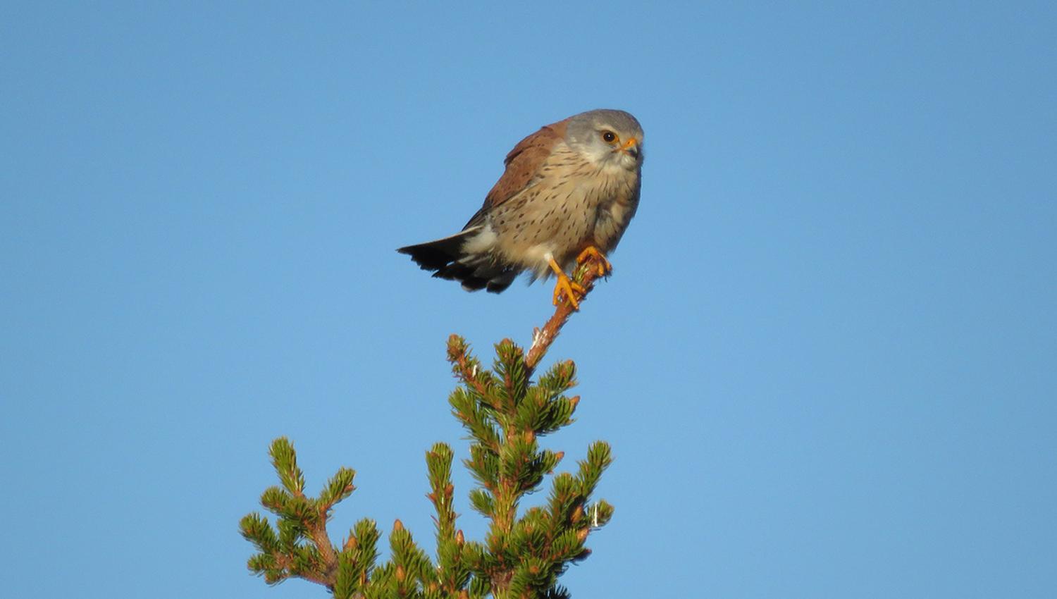 Tårnfalk (Falco tinnunculus) jakter gjerne over Stølsvidda ved Brattåsen.