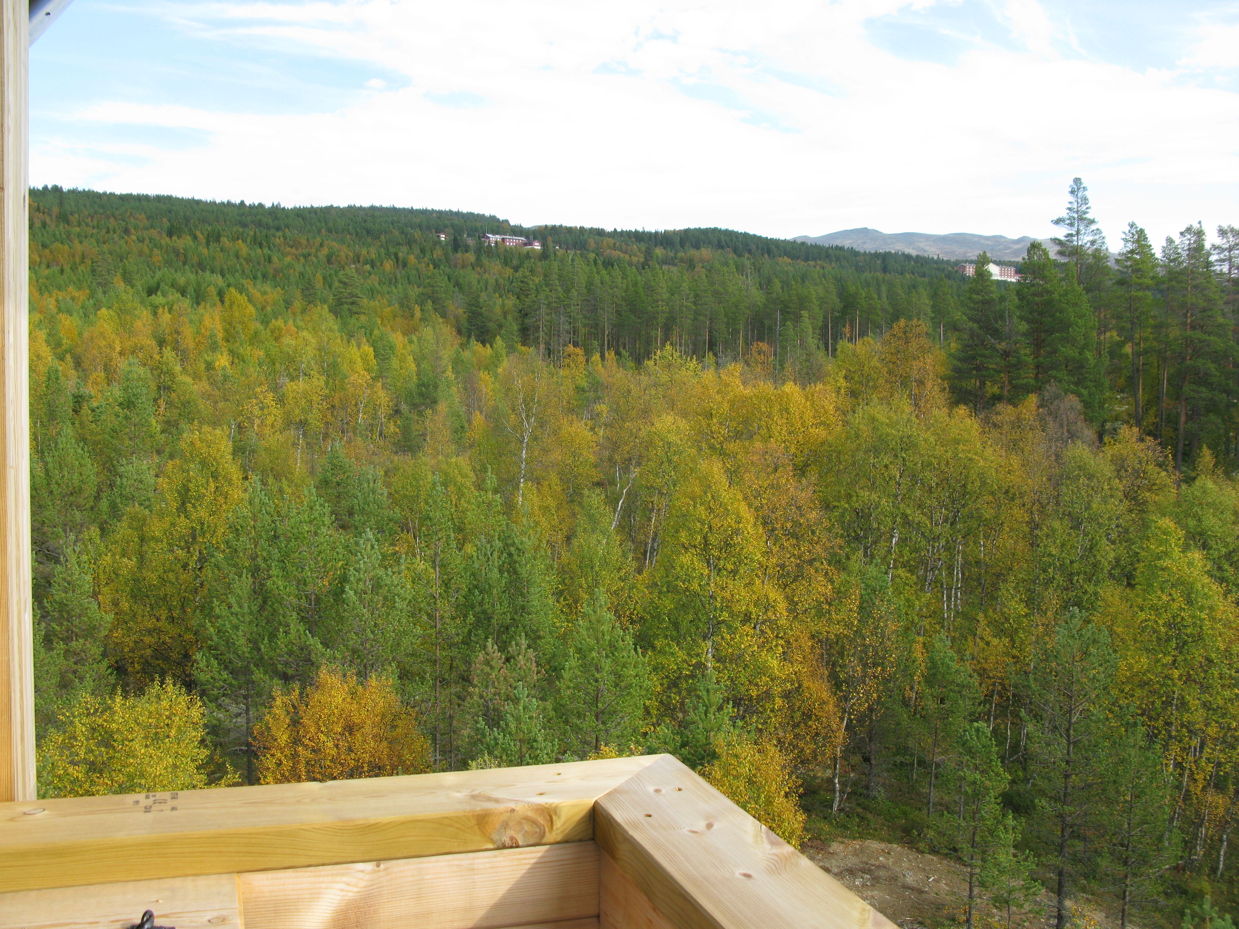 Utsikt utover skogen, Elgtårn i Espedalen