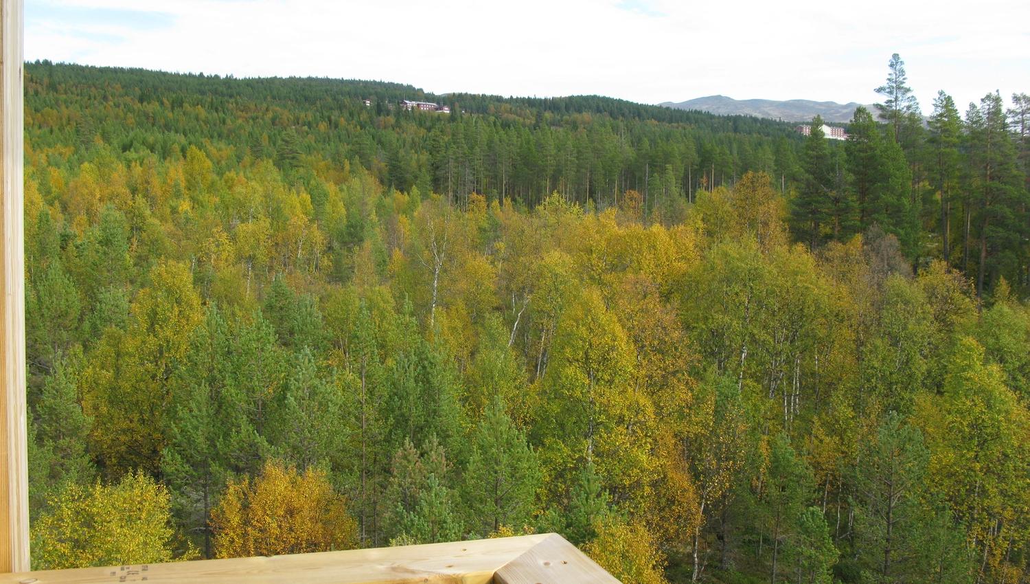 Utsikt utover skogen, Elgtårn i Espedalen