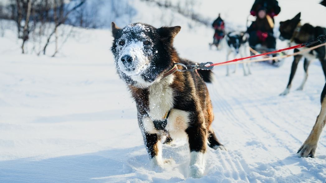 Husky with face full of snow