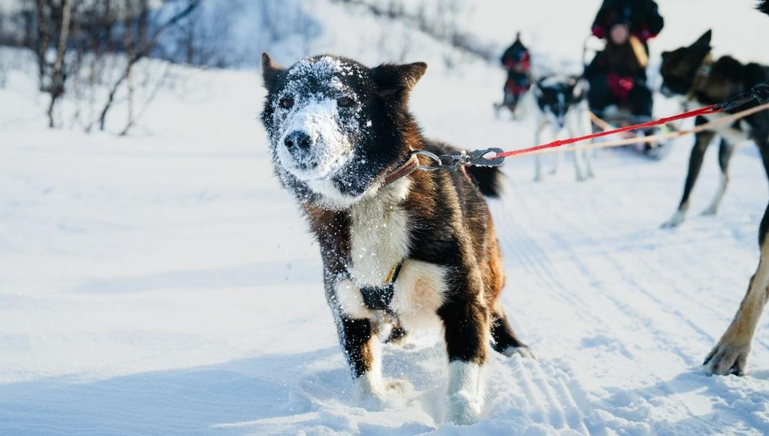 Husky with face full of snow