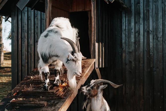 Barnas Gamleby geiter foran hus