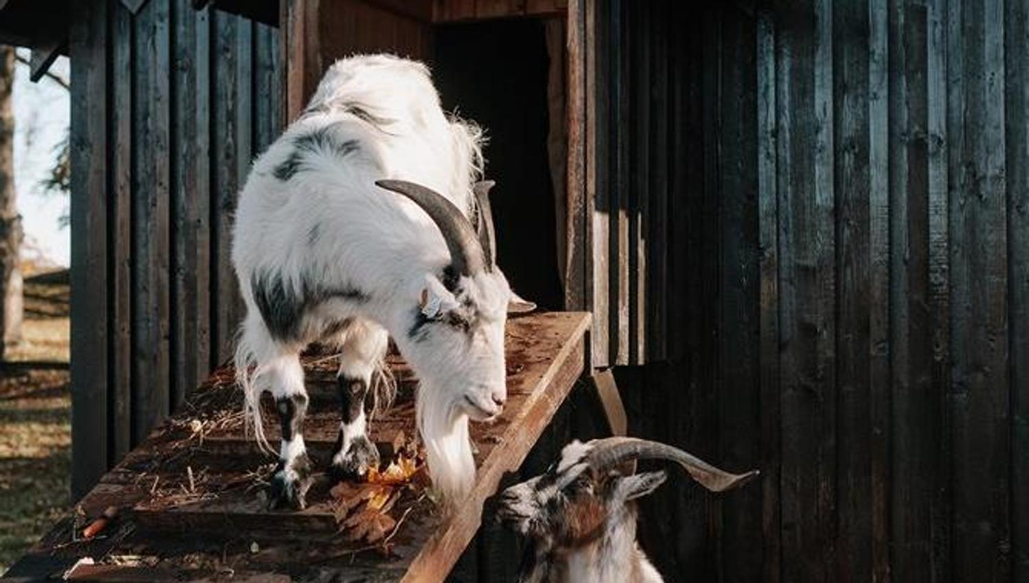 Barnas Gamleby geiter foran hus